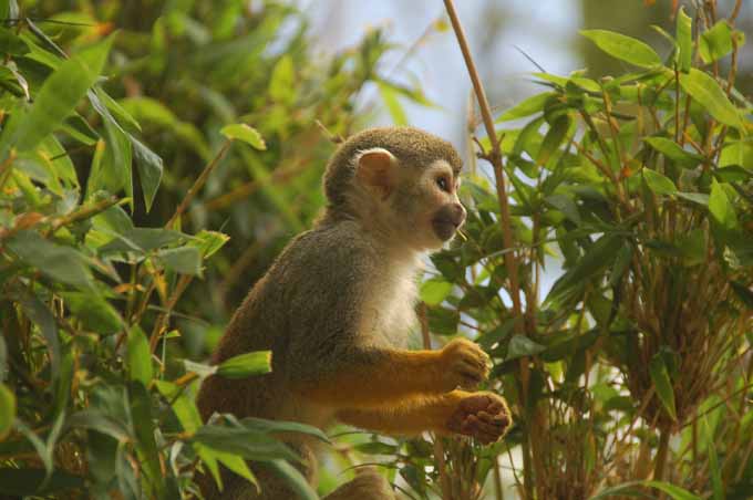 a common squirrel monkey